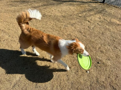 提供宠物托管与遛宠服务